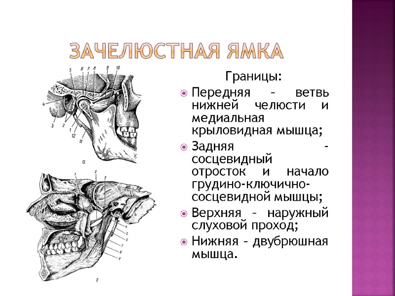 Зачелюстная ямка Границы: Передняя – ветвь нижней челюсти и медиальная крыловидная мышца; Задняя Зачелюстная ямка Границы: Передняя – ветвь нижней челюсти и медиальная крыловидная мышца; Задняя